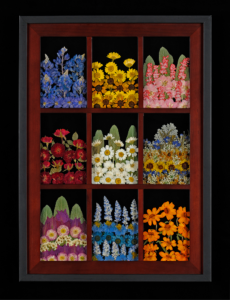 Windows to the Garden